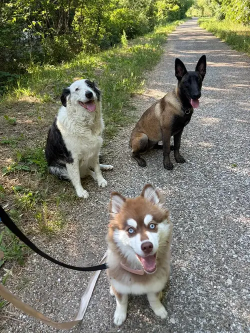 Trois chiens en laisse assis sur un chemin ombragé pendant une promenade autour de Miramas