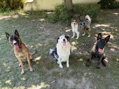 Quatre chiens en garderie sur le terrain ombragé de la pension à Miramas